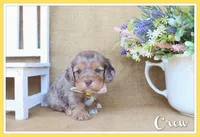 Crew, a male Cockapoo for sale in Conway, AR – Photo 1 of 5