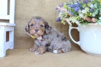 Crew, a male Cockapoo for sale in Conway, AR – Photo 5 of 5