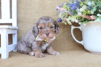 Crew, a male Cockapoo for sale in Conway, AR – Photo 2 of 5
