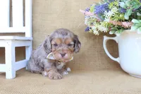 Crew, a male Cockapoo for sale in Conway, AR – Photo 4 of 5