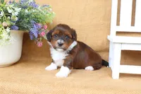 Harlow, a female Havanese for sale in Conway, AR – 5 of 6