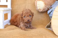 Jasper, a male Poodle - Toy  for sale in Conway, AR – 3 of 5