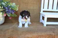 Otis, a male Cavapoo for sale in Conway, AR – 4 of 5