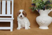 Bailey, a female Cavapoo for sale in Conway, AR – 3 of 4