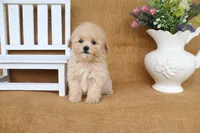 Jasmine, a female Poochon for sale in Conway, AR – 3 of 5