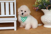 Beau, a male Bichon Frise for sale in Conway, AR – 5 of 8