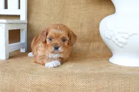 Lydia, a female Cavapoo for sale in Conway, AR – 3 of 4
