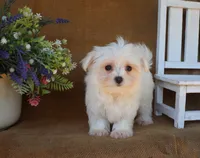 Mia, a female Maltese for sale in Conway, AR – 5 of 7