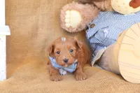 Jackson, a male Maltipoo for sale in Conway, AR – 4 of 4