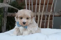 Xavier, a male Maltipoo for sale in Conway, AR – 7 of 8