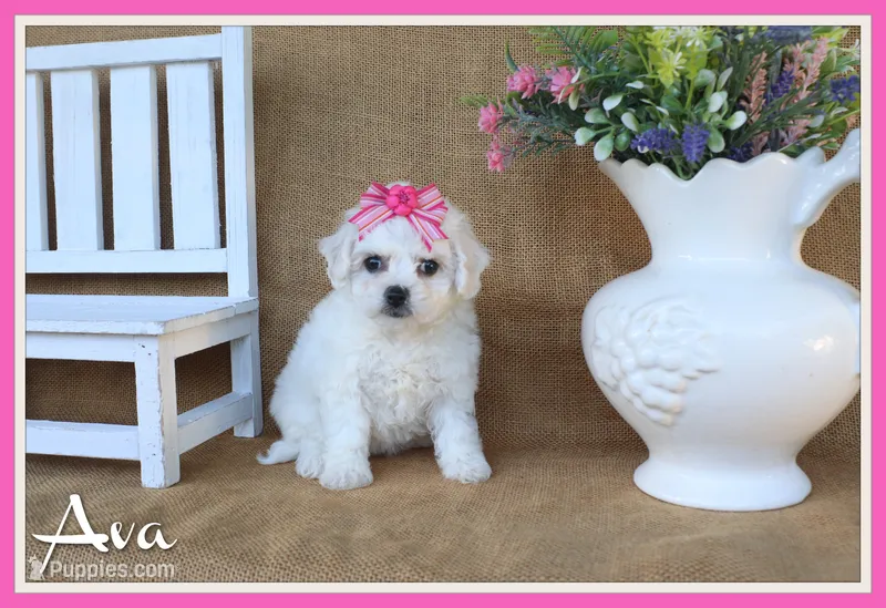 Ava – Bichon Frise puppy for sale in Conway, AR