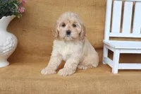 Camille, a female Cockapoo for sale in Conway, AR – 2 of 4