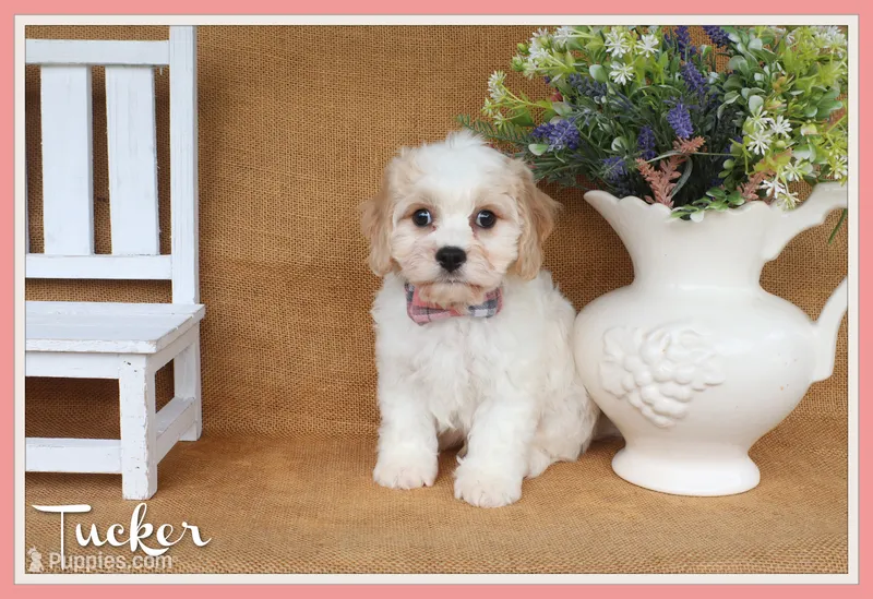 Tucker – Cavachon puppy for sale in Conway, AR