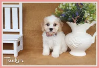 Tucker, a male Cavachon for sale in Conway, AR – 1 of 5