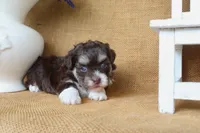 Willow, a female Havanese for sale in Conway, AR – 3 of 4
