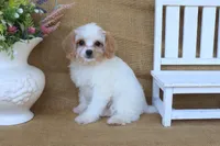 Victoria, a female Cavapoo for sale in Conway, AR – 7 of 7