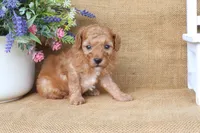 Oliver, a male Poodle - Miniature  for sale in Conway, AR – 6 of 6