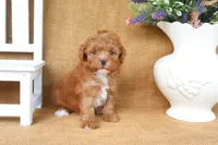 Wyatt, a male Poodle - Toy  for sale in Conway, AR – 3 of 5