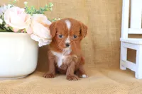 Wesley, a male Cavapoo for sale in Conway, AR – Photo 4 of 5