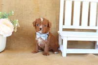 Wesley, a male Cavapoo for sale in Conway, AR – Photo 5 of 5