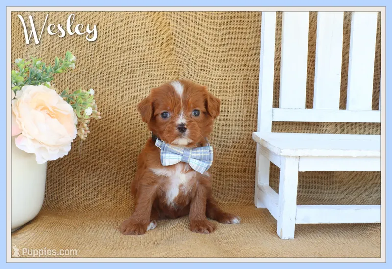 Wesley – Cavapoo puppy for sale in Conway, AR
