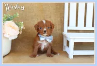 Wesley, a male Cavapoo for sale in Conway, AR – Photo 1 of 5