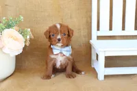 Wesley, a male Cavapoo for sale in Conway, AR – Photo 3 of 5