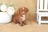 Wesley, a male Cavapoo for sale in Conway, AR – Photo 2 of 5