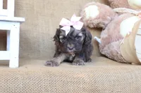 Charlotte, a female Cockapoo for sale in Conway, AR – 2 of 4