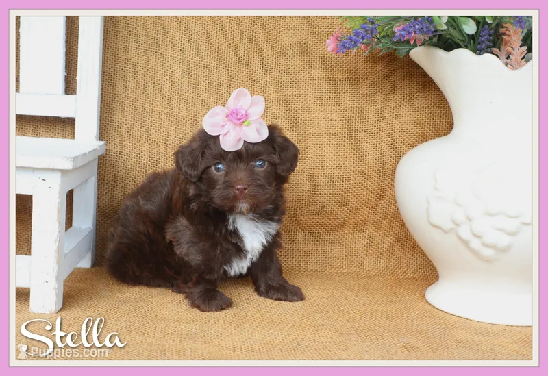 Stella – Yorkipoo puppy for sale in Conway, AR