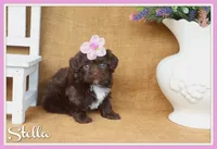 Stella, a female Yorkipoo for sale in Conway, AR – 1 of 6