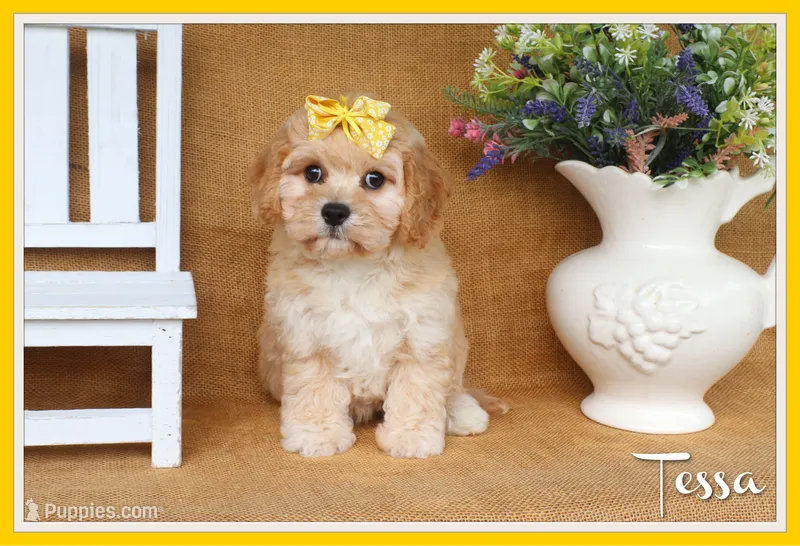 Tessa – Cavachon puppy for sale in Conway, AR