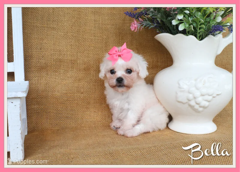 Bella – Bichon Frise puppy for sale in Conway, AR