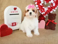 Rue, a female Cavapoo for sale in Conway, AR – Photo 2 of 5