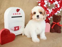 Rue, a female Cavapoo for sale in Conway, AR – Photo 3 of 5