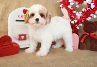 Rue, a female Cavapoo for sale in Conway, AR – Photo 4 of 5
