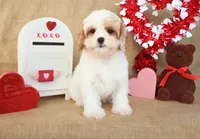 Rue, a female Cavapoo for sale in Conway, AR – Photo 5 of 5