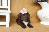 Stella, a female Yorkipoo for sale in Conway, AR – 6 of 6