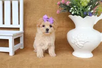 Jade, a female Poochon for sale in Conway, AR – 4 of 5