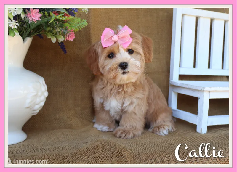 Callie – Havapoo puppy for sale in Conway, AR