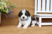 Ian, a male Cavapoo for sale in Conway, AR – 4 of 5