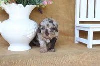 Remi, a female Poodle - Toy  for sale in Conway, AR – 4 of 5