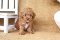 Weston, a male Poodle - Toy  for sale in Conway, AR – 3 of 5