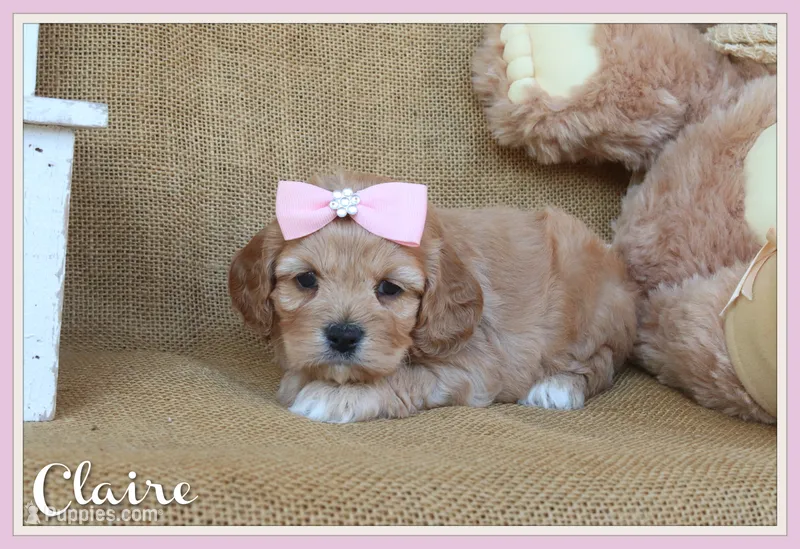 Claire – Cockapoo puppy for sale in Conway, AR