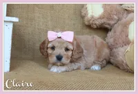 Claire, a female Cockapoo for sale in Conway, AR – 1 of 5