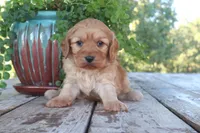 Cash, a male Cavapoo for sale in Conway, AR – 6 of 7