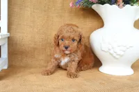 Weston, a male Poodle - Toy  for sale in Conway, AR – 5 of 5