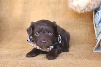 Rudy, a male Yorkipoo for sale in Conway, AR – 2 of 5