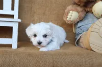 Micah, a male Maltese for sale in Conway, AR – 3 of 7