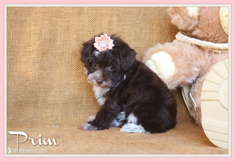 Prim – Yorkipoo puppy for sale in Conway, AR